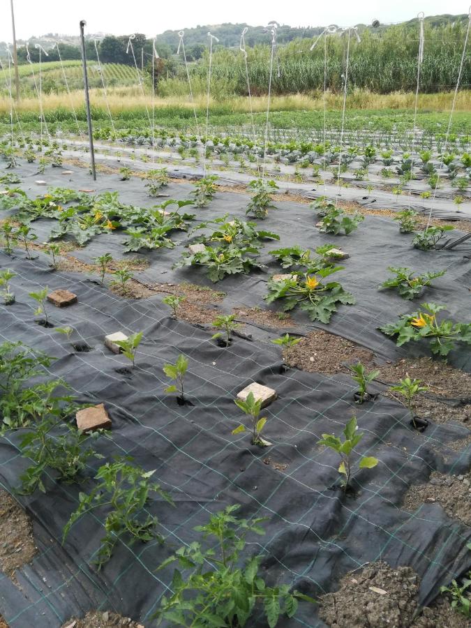 How to use Weed Control Membrane in farming