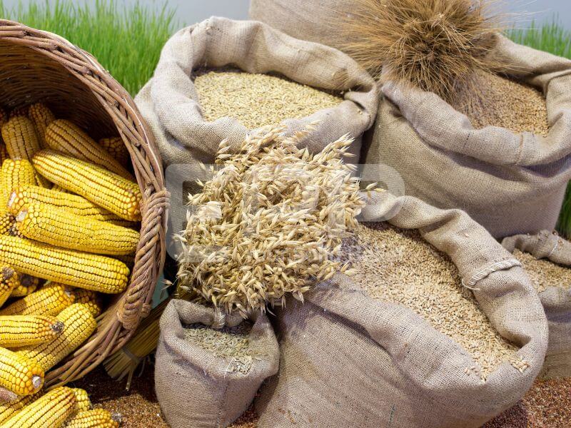 grain seeds and pulses