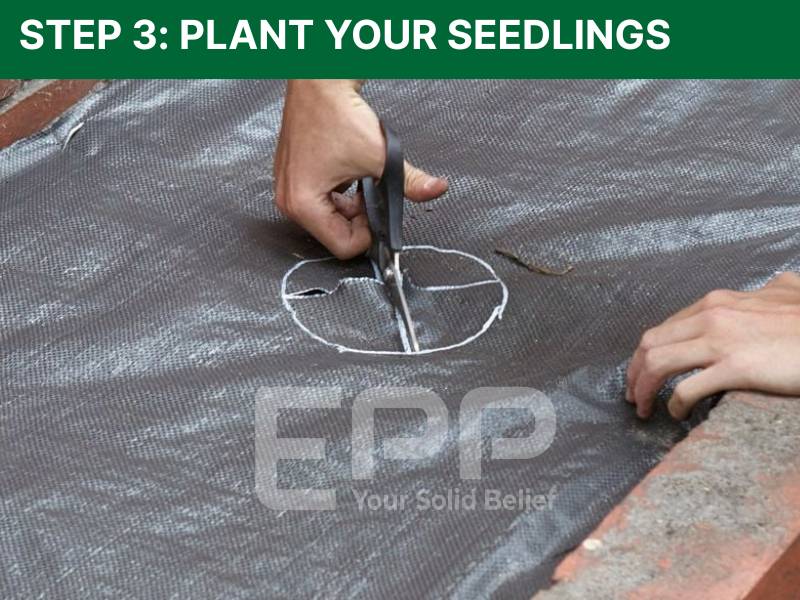 Step 3: Plant Your Seedlings