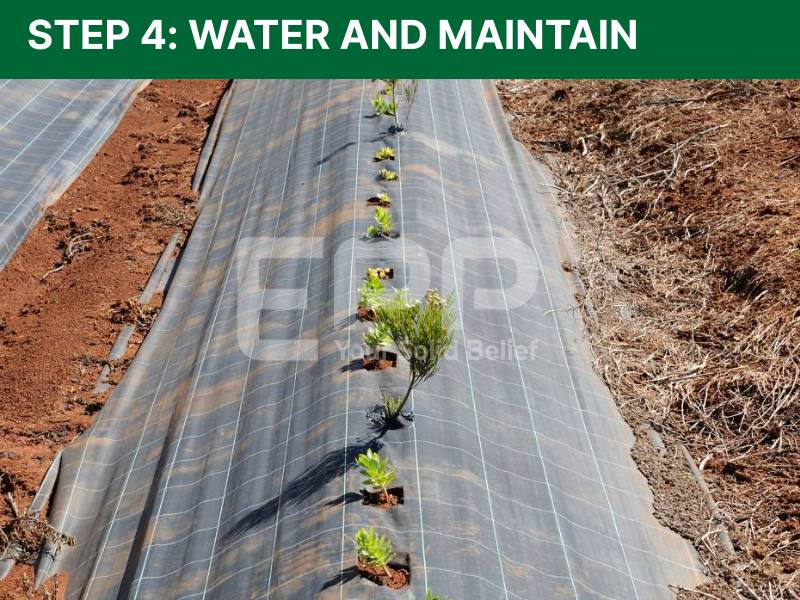 Step 4: Water and Maintain