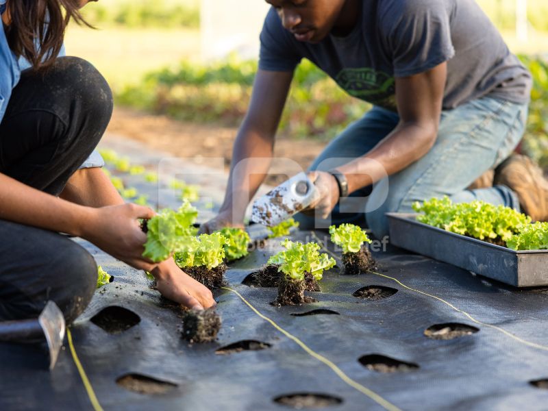 fabric weed barrier with holes