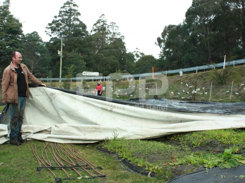 How Tarpaulin Works to  Suppress Weeds