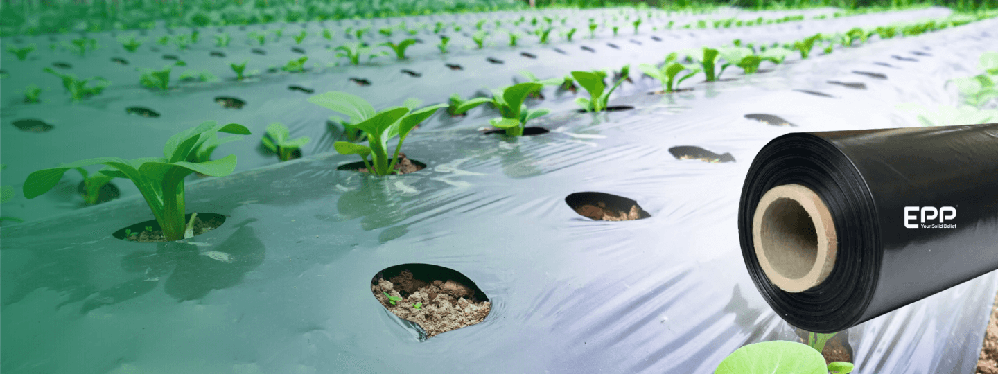 How to Use Mulch Film Roll Effectively?