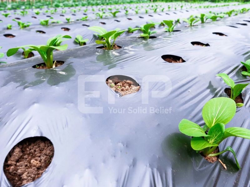 mulch films